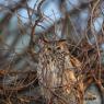 Gufo comune - Long eared owl (Asio otus)