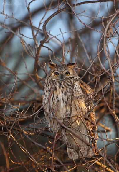 Gufo comune - Long eared owl (Asio otus)