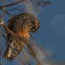 Gufo comune - Long eared owl (Asio otus)