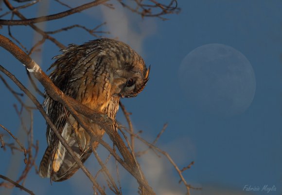 Gufo comune - Long eared owl (Asio otus)