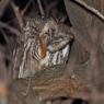 Gufo comune - Long eared owl (Asio otus)