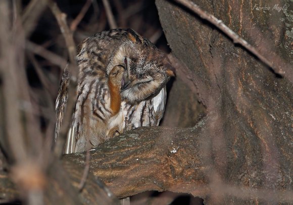 Gufo comune - Long eared owl (Asio otus)
