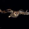 Gufo comune - Long eared owl (Asio otus)