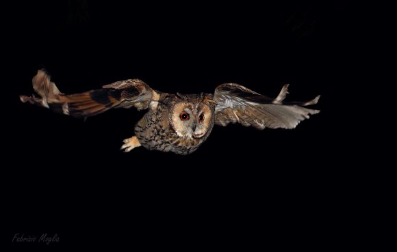 Gufo comune - Long eared owl (Asio otus)