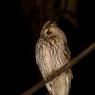 Gufo comune - Long eared owl (Asio otus)