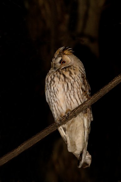 Gufo comune - Long eared owl (Asio otus)