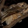 Gufo comune - Long eared owl (Asio otus)