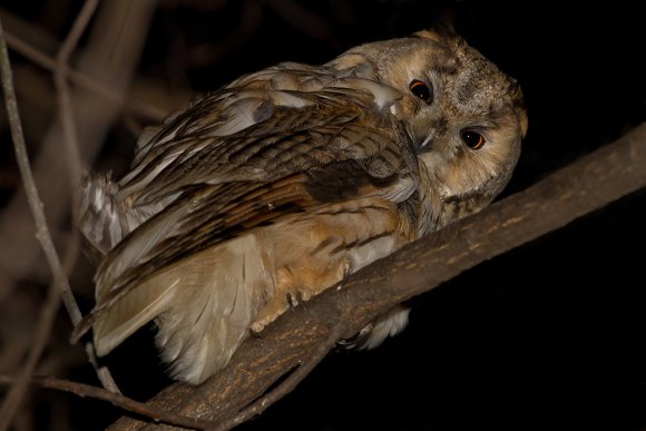 Gufo comune - Long eared owl (Asio otus)