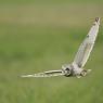 Gufo di palude - Short eared owl (Asio flammeus)