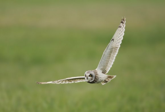 Gufo di palude - Short eared owl (Asio flammeus)