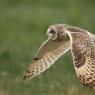 Gufo di palude - Short eared owl (Asio flammeus)