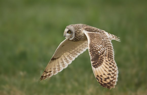 Gufo di palude - Short eared owl (Asio flammeus)