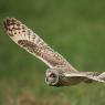 Gufo di palude - Short eared owl (Asio flammeus)