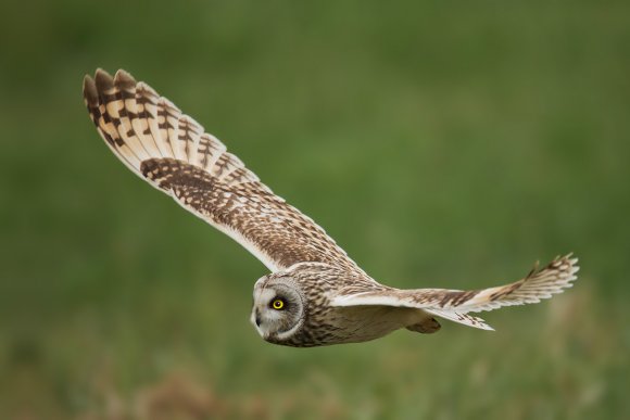 Gufo di palude - Short eared owl (Asio flammeus)