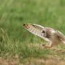 Gufo di palude - Short eared owl (Asio flammeus)