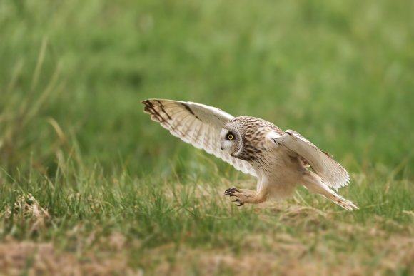 Gufo di palude - Short eared owl (Asio flammeus)