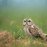 Gufo di palude - Short eared owl (Asio flammeus)