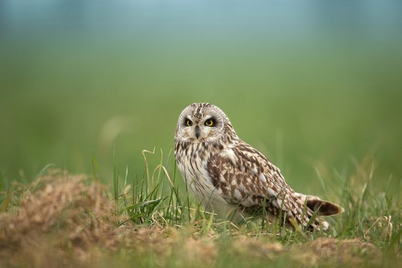 Gufo di palude - Short eared owl (Asio flammeus)