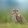 Gufo di palude - Short eared owl (Asio flammeus)