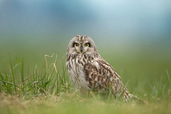 Gufo di palude - Short eared owl (Asio flammeus)