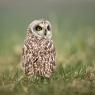 Gufo di palude - Short eared owl (Asio flammeus)