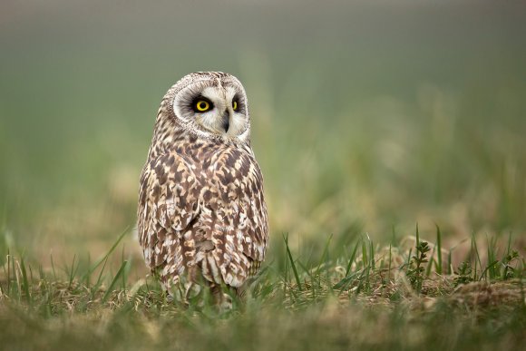 Gufo di palude - Short eared owl (Asio flammeus)