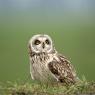 Gufo di palude - Short eared owl (Asio flammeus)