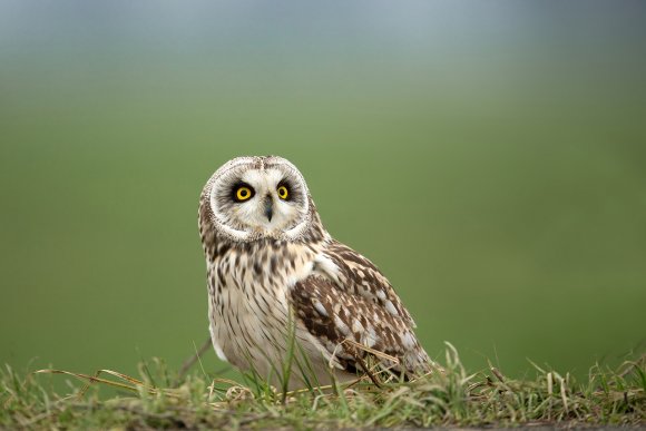 Gufo di palude - Short eared owl (Asio flammeus)