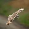 Gufo di palude - Short eared owl (Asio flammeus)