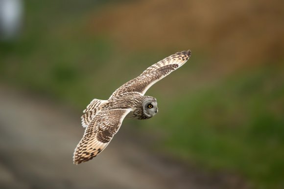 Gufo di palude - Short eared owl (Asio flammeus)