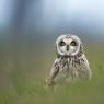 Gufo di palude - Short eared owl (Asio flammeus)