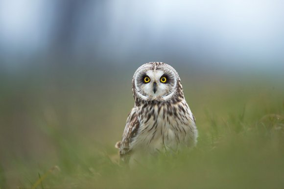 Gufo di palude - Short eared owl (Asio flammeus)