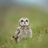 Gufo di palude - Short eared owl (Asio flammeus)