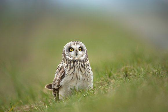 Gufo di palude - Short eared owl (Asio flammeus)