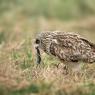 Gufo di palude - Short eared owl (Asio flammeus)