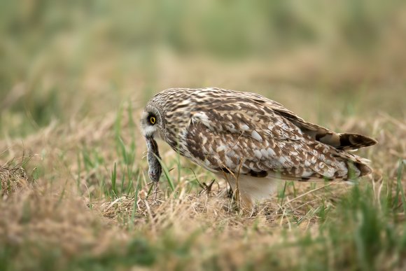 Gufo di palude - Short eared owl (Asio flammeus)