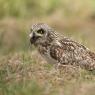 Gufo di palude - Short eared owl (Asio flammeus)