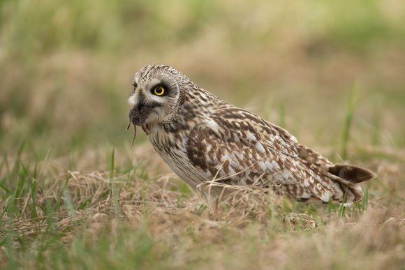 Gufo di palude - Short eared owl (Asio flammeus)