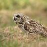 Gufo di palude - Short eared owl (Asio flammeus)