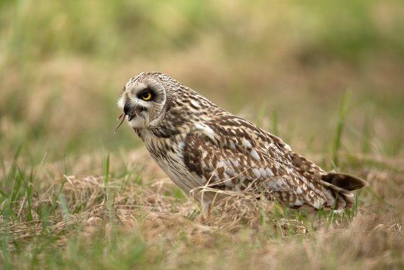 Gufo di palude - Short eared owl (Asio flammeus)