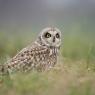 Gufo di palude - Short eared owl (Asio flammeus)