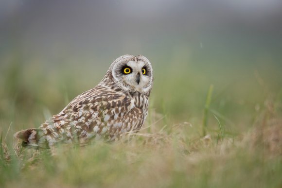 Gufo di palude - Short eared owl (Asio flammeus)