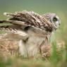 Gufo di palude - Short eared owl (Asio flammeus)