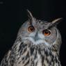 Gufo reale - Eagle owl (Bubo bubo)