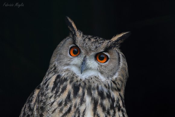 Gufo reale - Eagle owl (Bubo bubo)