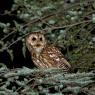 Allocco - Tawny owl (Strix aluco)