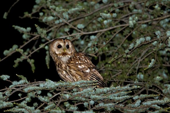 Allocco - Tawny owl (Strix aluco)