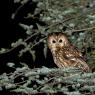 Allocco - Tawny owl (Strix aluco)