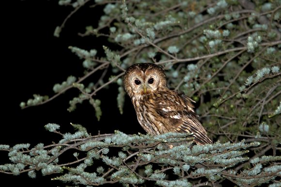 Allocco - Tawny owl (Strix aluco)