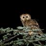 Allocco - Tawny owl (Strix aluco)